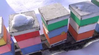 Зимовка резервных пчеломаток в нуклеусах