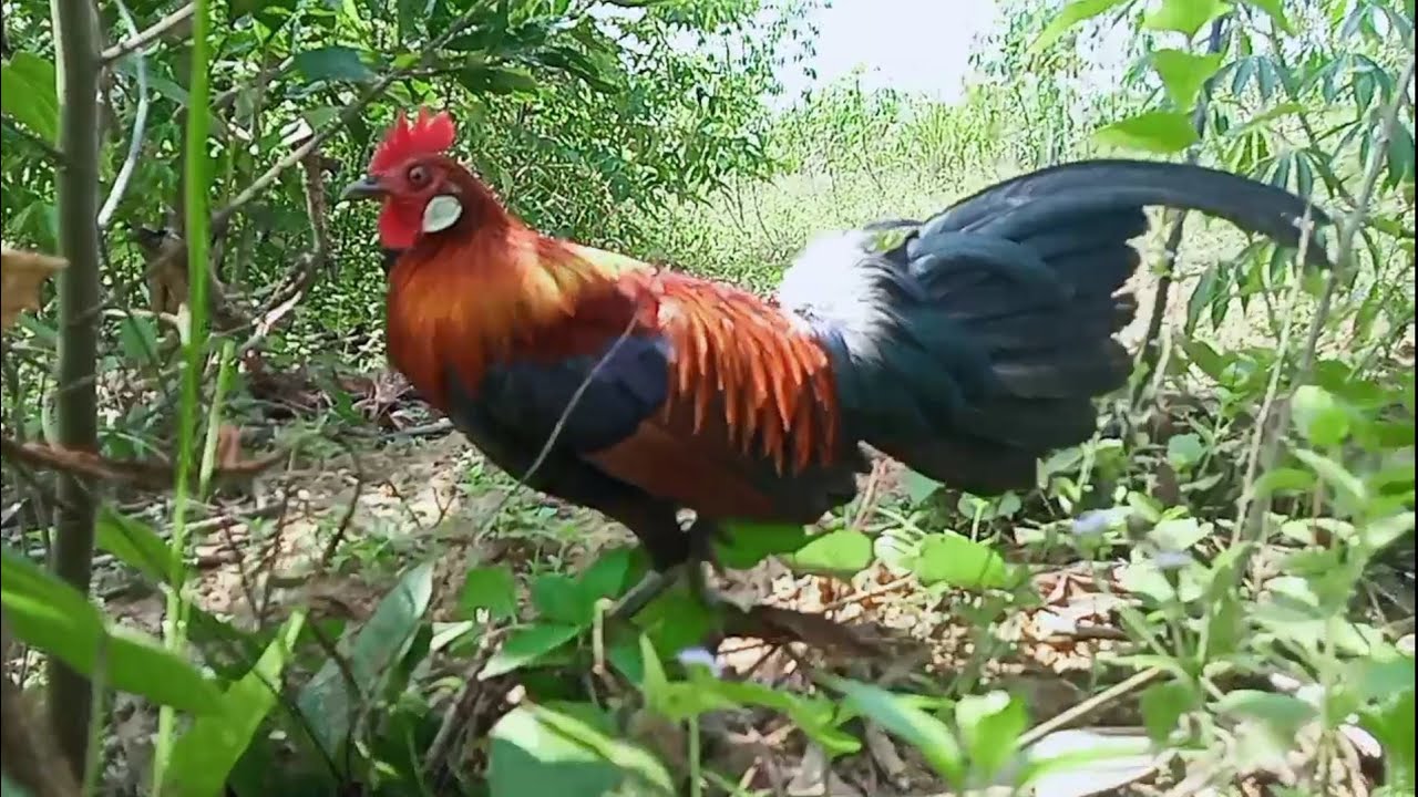 ayam hutan!!pikat ayam hutan poin ke 3 