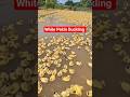 White Pekin Duckling 🐥 | Cute Baby Duck Video 😍 #WhitePekinDuck #Duckling #BabyDuck #DuckFarming