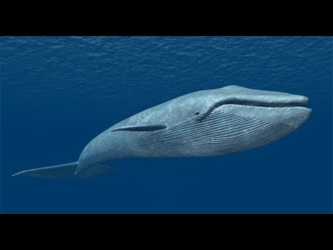 Синий кит самое большое млекопитающие.Интересное видео 100%