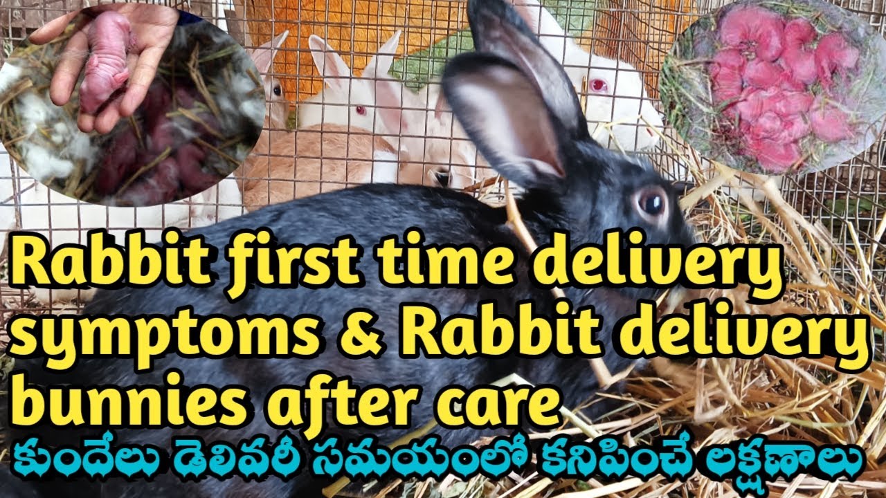 Rabbit first time delivery systems and full details | Rabbit delivery ...