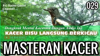 MASTERAN KACER 029 Suara Burung Kolibri Afrika Dengan Jeda Suara Air Sungai & Jangkrik