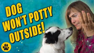 Potty Train Rescue Dog  Dog Won't Go Potty Outside!