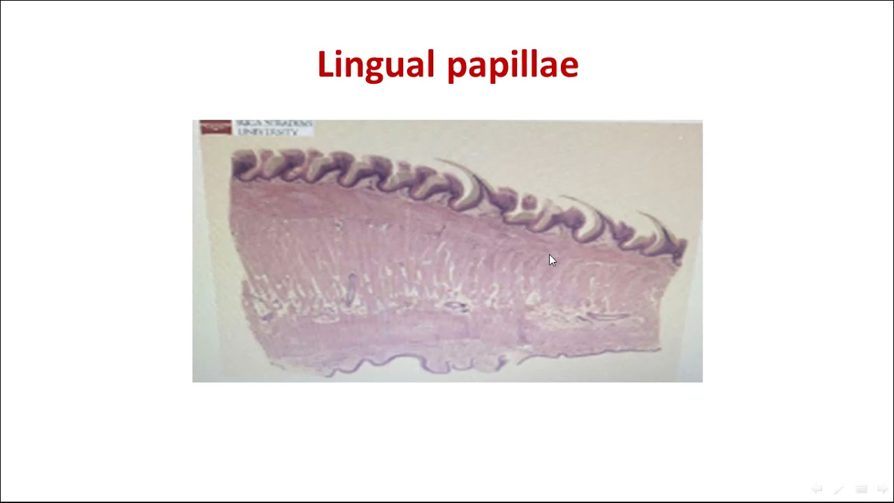 slides of lip and tounge YouTube