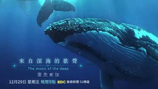《來自深海的歌聲：聚焦東加》12月29日周五晚間8點55分 東森新聞台 CH51_《聚焦全世界》2023磅礡登場｜舒夢蘭