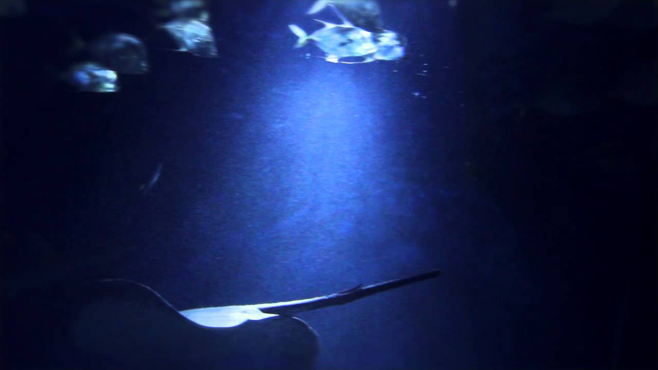 Watch Decibels - Rubber Dinghy Rapids on YouTube Watch Decibels - Rubber Dinghy Rapids on YouTube
