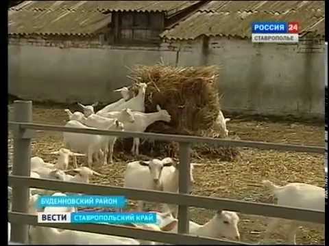 Купить Козлят В Ставропольском Крае Петровском Районе