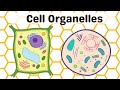Cellular Functions and Organelles Uncovered