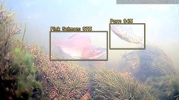 Pink salmon in River Alta in Norway