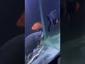 Pacu fish🐠| #pacufish #redpacufish #pacufishtank #pacufishcare #pacufishdiet #pacufishfood #shorts
