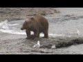 McNeil River Alaska Brown Bear Charge. Monster Trophy Class Brown Bear