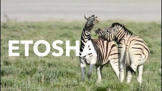 Etosha - part 2