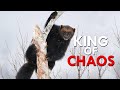 Wolverine the king of chaos