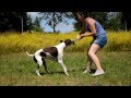 Amazing Dog Tricks by Morgan the English Pointer の動画、YouTube動画。