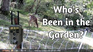 What's Getting Into My Garden at Night? GardePro Trail Cam Review