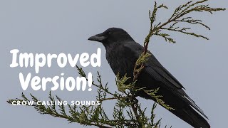 NEW VERSION: Crow sounds - CROW CALLING - attract crows