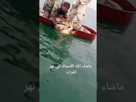 صيد السمك في سوريا نهر الفرات