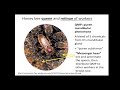 Dr. Gard Otis - Swarming Presentation
