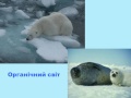 Презентація до уроку: "Північний льодовитий океан. Географічне положення , дослідження, клімат"