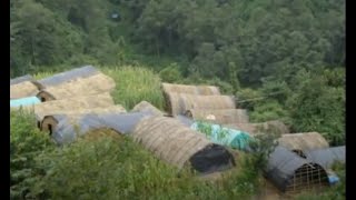 Mushroom Cultivation in Nepal Research Documentary sanjeevdevs@gmail.com.wmv