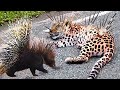 Top 10 Animals that CAN KILL LEOPARD | Leopard vs Porcupine, Warthog, Lion, Python, Baboon, Impala