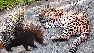 Top 10 Animals That Can Kill Leopard | Leopard Vs Porcupine, Warthog, Lion, Python, Baboon, Impala