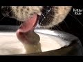 Animals' Fascinating Way Of Drinking Water | Kritter Klub