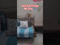 Just 🐈 Things #cat #funnycats #shortsfeed #shorts #trending