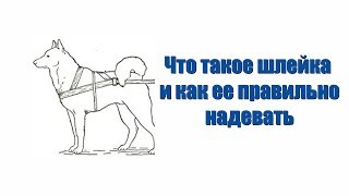 Что такое шлейка и как ее правильно надевать - обучающее видео Что такое шлейка и как ее правильно надевать - обучающее видео