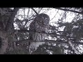 Barred Owl