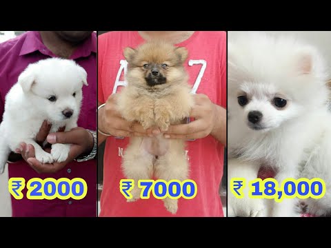 pomeranian dog online buy