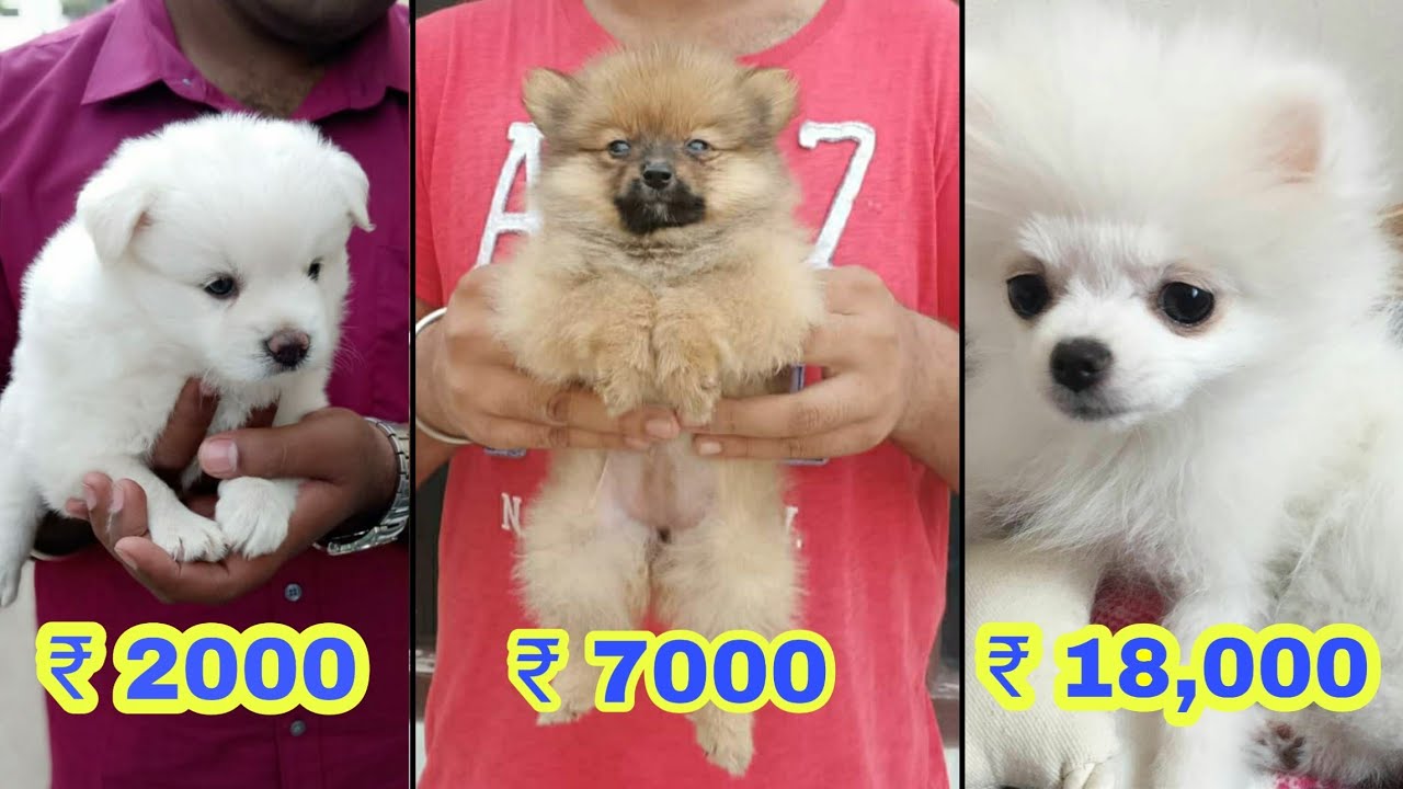 pomeranian price dog