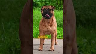 Top 7 Best Guard Dog Breeds in the USA! #dogbreeds #trendingshorts #shortfilm