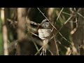 White spotted fantail on her nest