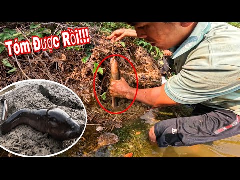 Chúng NÓ Đã Ẩn Nấp Ở Đây Mà Không Ai Bắt | 51H Sống Trên Rẫy Đi Săn Tìm Thức Ăn Trong Những Ao Hoang
