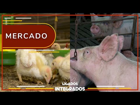 Custos de produção de aves e suínos caíram no mês de março | Ligados&Integrados - 24/04/2023