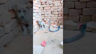 Dog vs Snake snake dog pets dangerousanimals animals