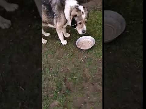 Алабай съел Сухой корм Purina Dog Chow Adult