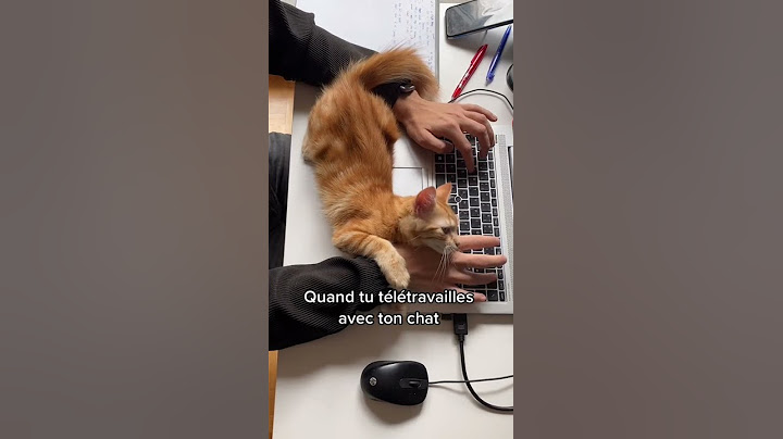 chat embête... chat collant 🙀