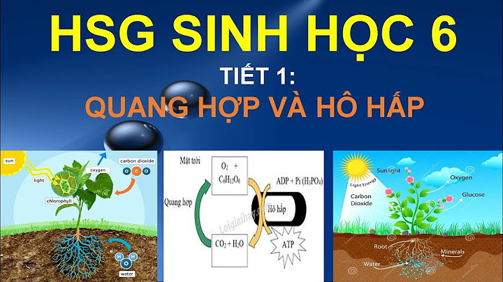 Quá trình hô hấp của cây diễn ra khí nào năm 2024