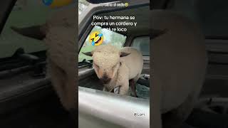 Cuando se consiguen un cordero y después te das cuenta que está loco funny #fyp #short #viral #music