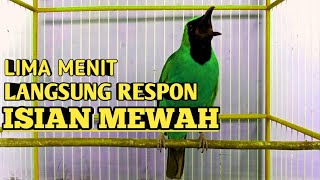 Cucak Ijo Gacor Memancing Lawan Aagr Emosi dan Jamtrok! Cykyp 5 Menit Lawan Langsung ON