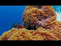8K Ocean Wonders  Dive into the Red Sea  Beautiful Coral Reefs, Tropical Fish &amp; Jellyfish