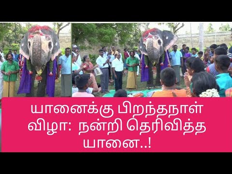 திருவானைக்காவல் கோவில் யானை HBD|Thiruvanaikaval Temple Elephant Akila Birthday Celebration |Trichy |