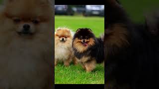 10 facts pomeranian spitz Dog breed FACTS! ⬇⬇⬇