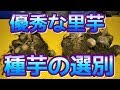 【農業#65】優秀な里芋を種芋として選別する