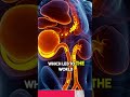 The Shocking Truth About Remdesivir and Kidney Failure