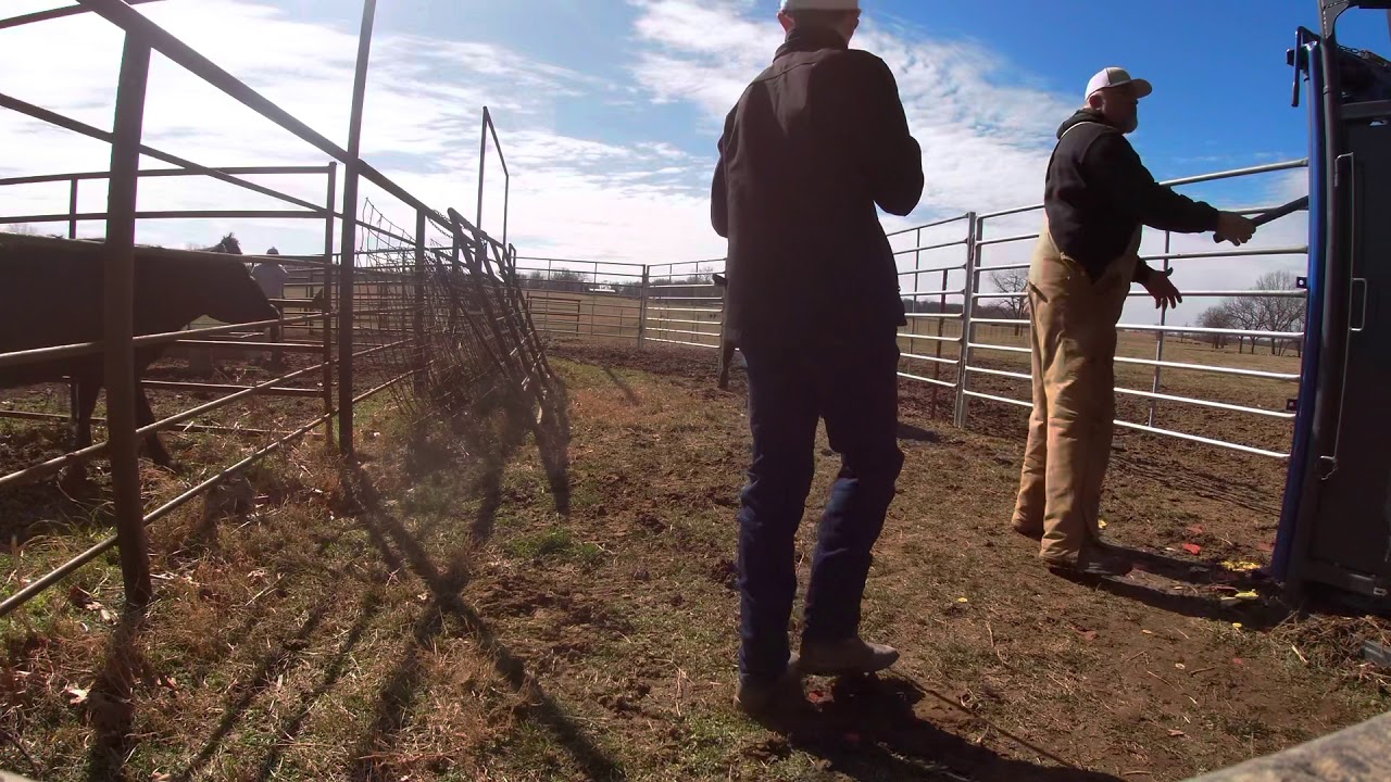 VERY MEAN COWS - YouTube