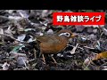 【野鳥】イーパさんと一緒に外来種の鳥について勉強しちゃおうぜ!