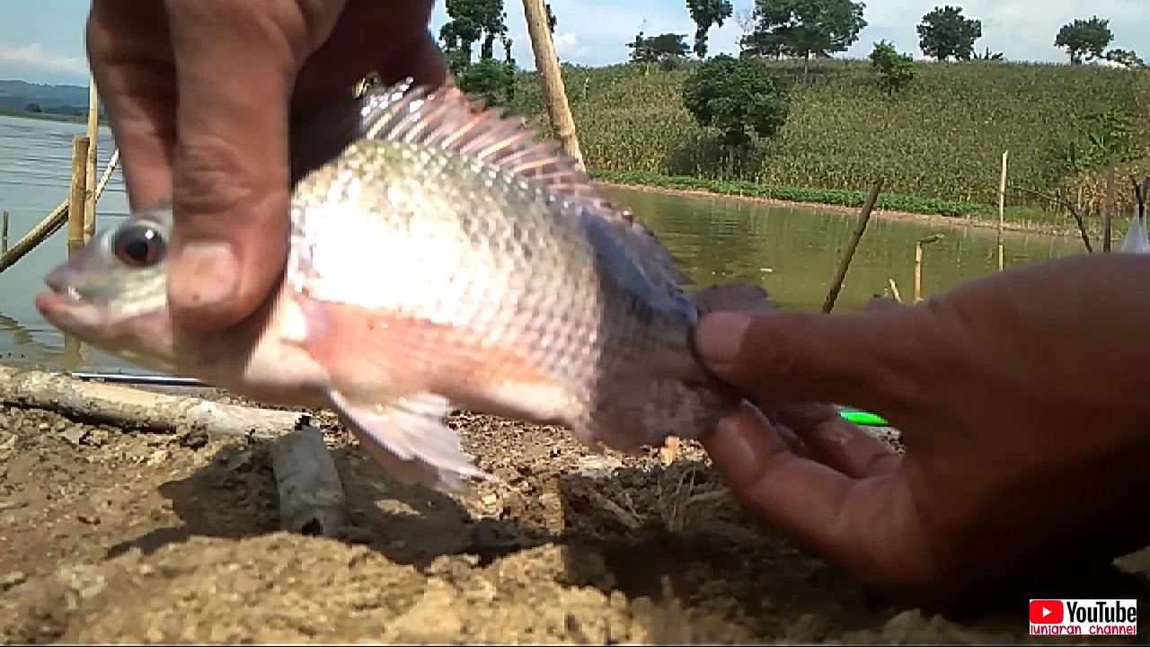 Umpan Jitu Mancing Ikan Nila Di Empang